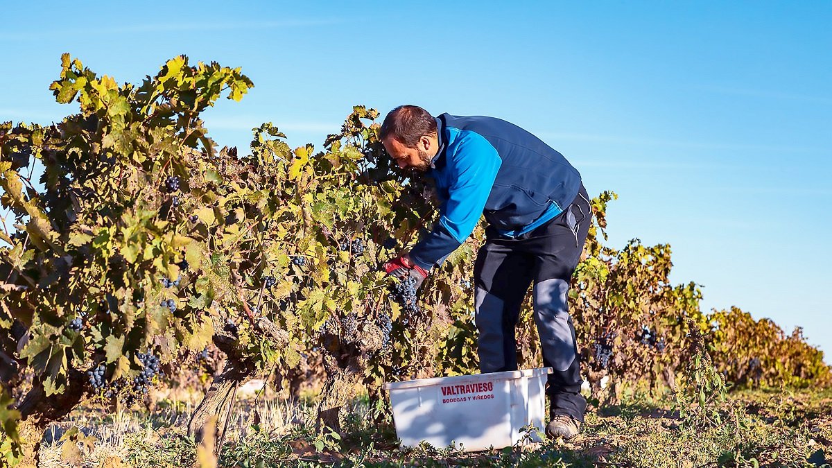 Bodega Valtravieso vendimia 2019. -E.M.