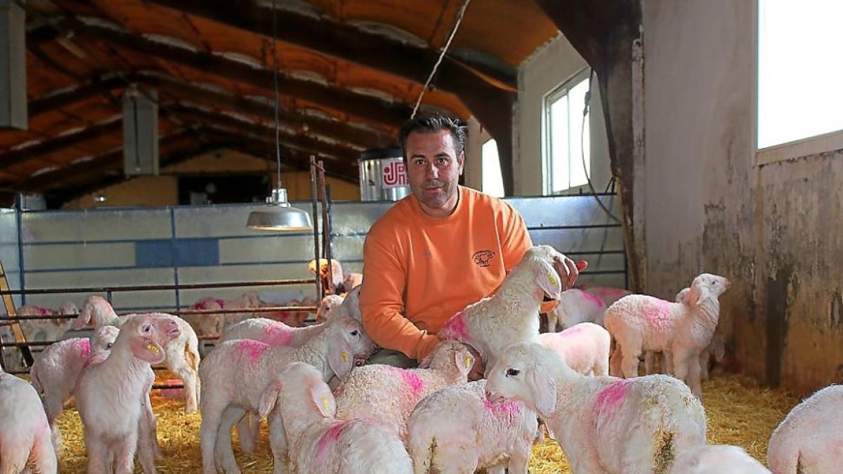 Alberto García Torés con sus corderos en la sala de lactancia de su explotación ubicada en Olmedo (Valladolid).-M.C.