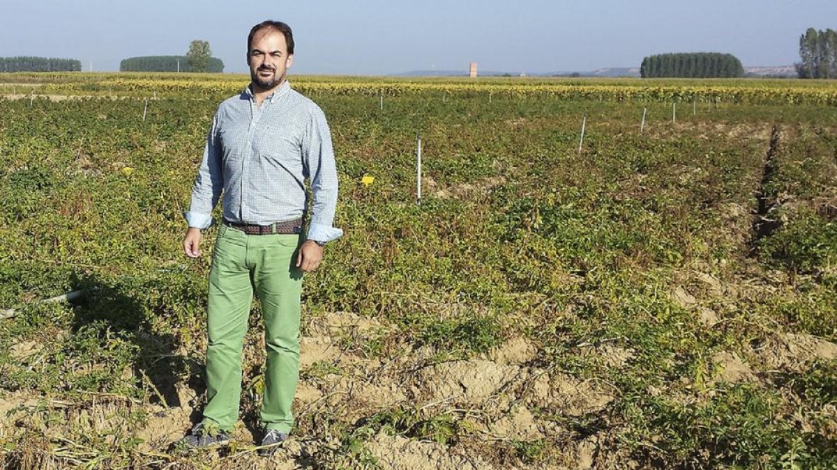 El gerente de Prodeleco, Julio Martín, en los campos de patata y los técnicos con los ensayos de nuevas variedades.-J. M.