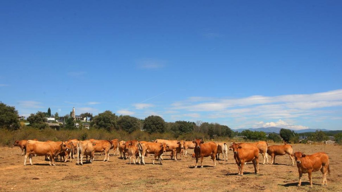 Un rebaño de vacas pasta en un prado en la localidad de Cueto (León)-Ical