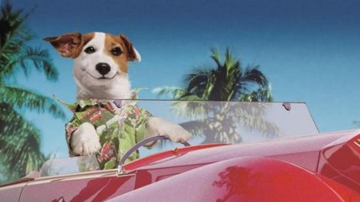 Muere Pancho, el perro millonario de la Primitiva, a los 16 años.-