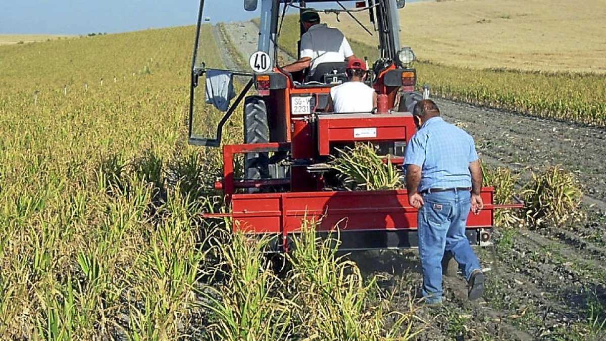 Tres agricultores cosechan ajos, uno de los productos que más incrementó su precio entre origen y destino. / E. M.