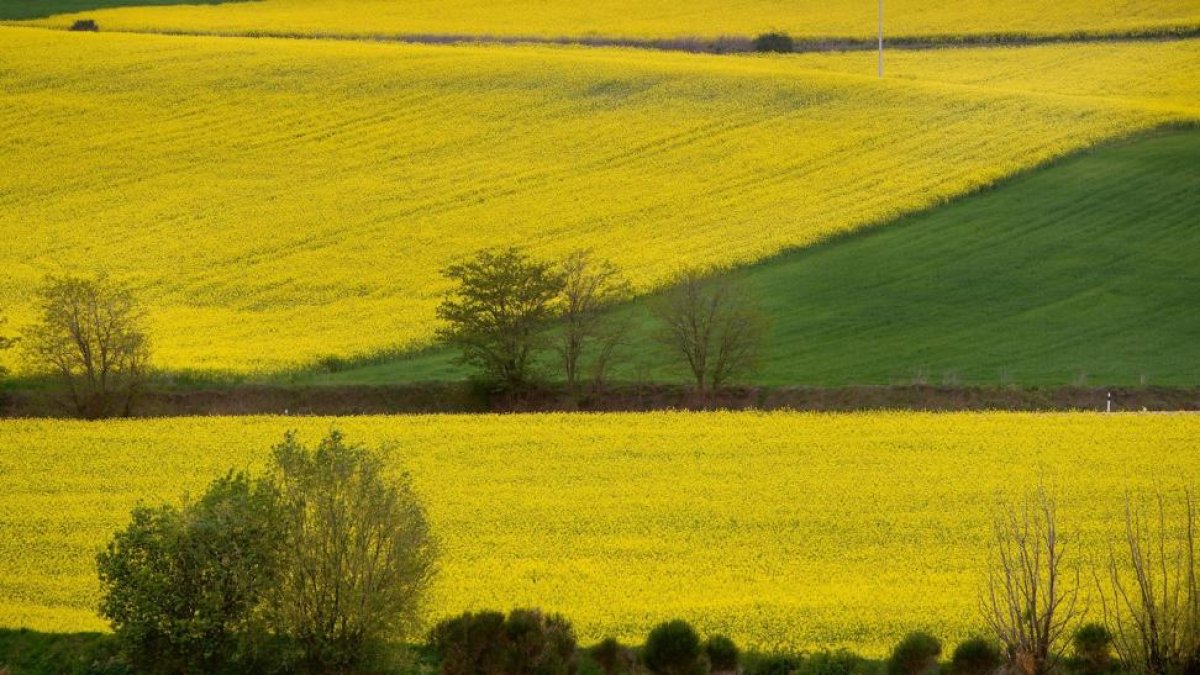 Las colzas en Castilla y León se encuentran en plena floración, un momento «crítico» en el ciclo del cultivo.-ENRIQUE CARRASCAL