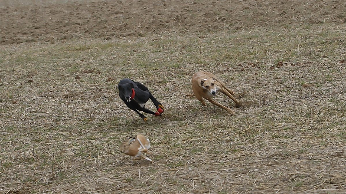 Dos galgos tras la liebre en Nava del Rey (Valladolid). LDF
