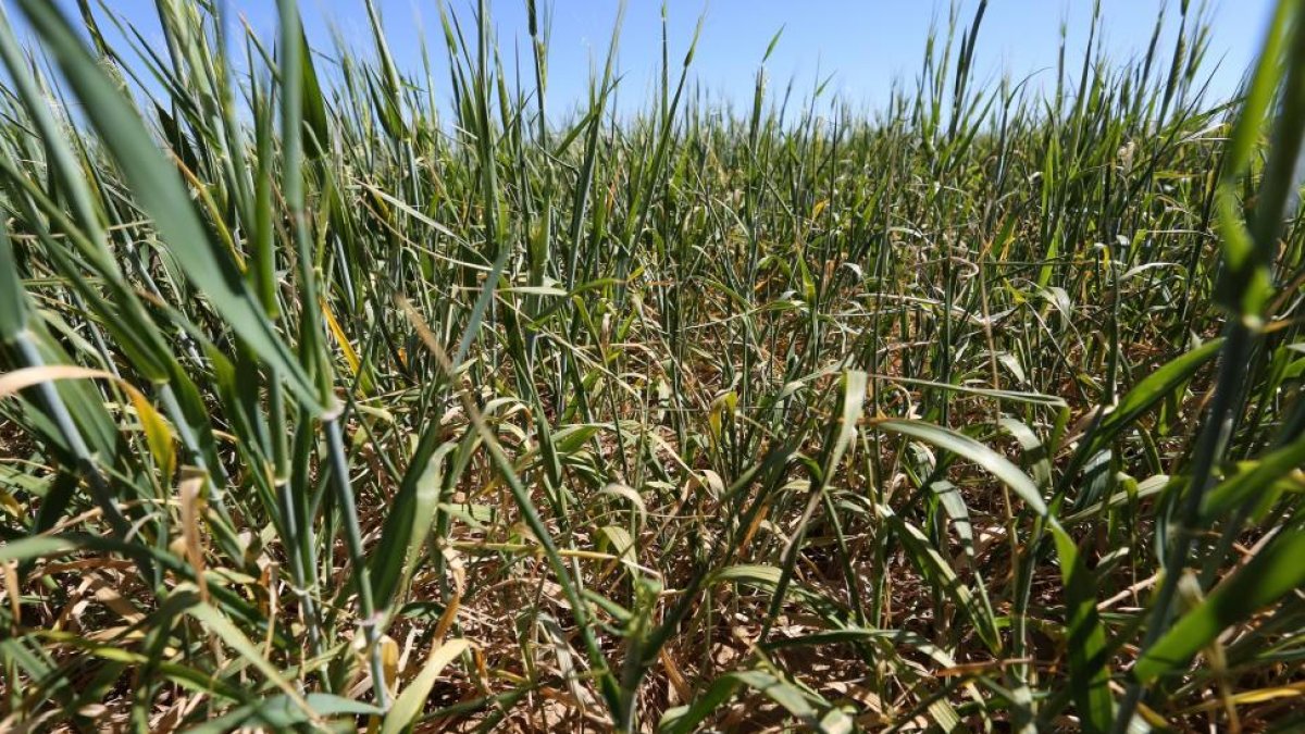 Estado del cultivo de trigo en Autillo de Campos-Eduardo Margareto / ICAL