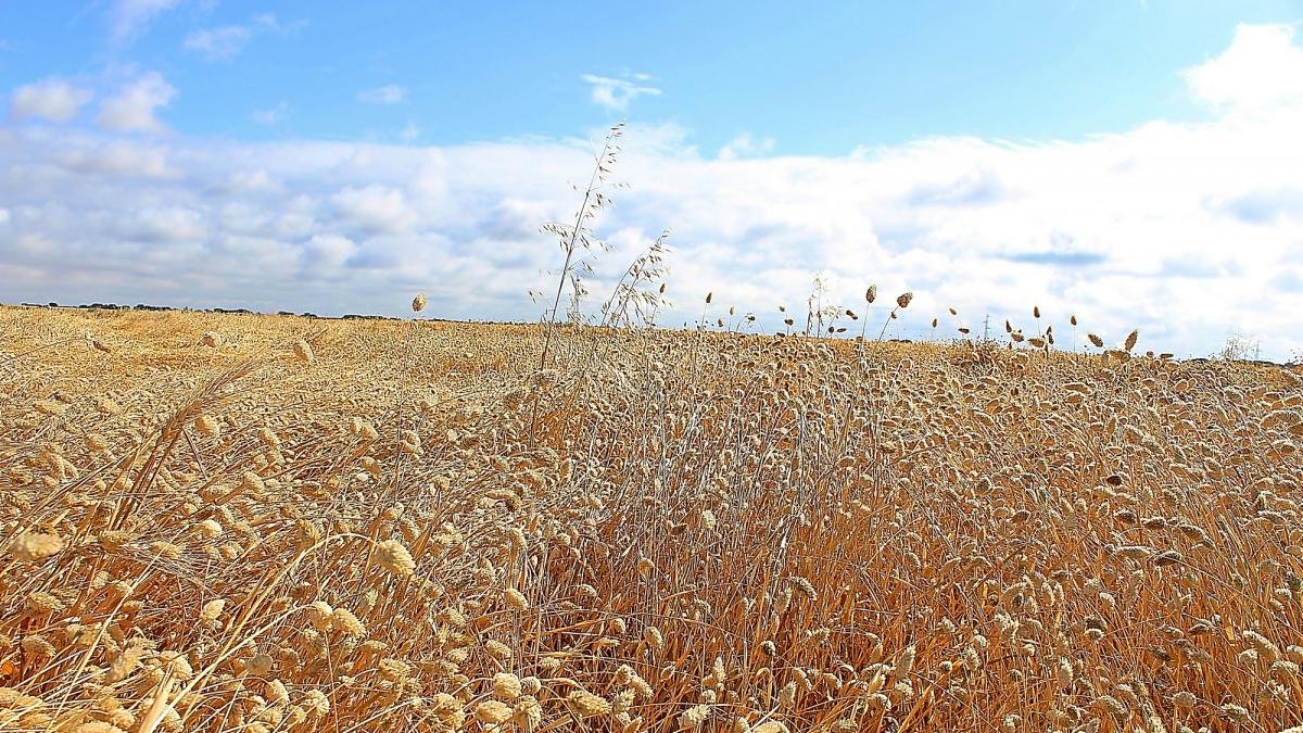 Campo de alpiste en la provincia de Valladolid.-M.C.