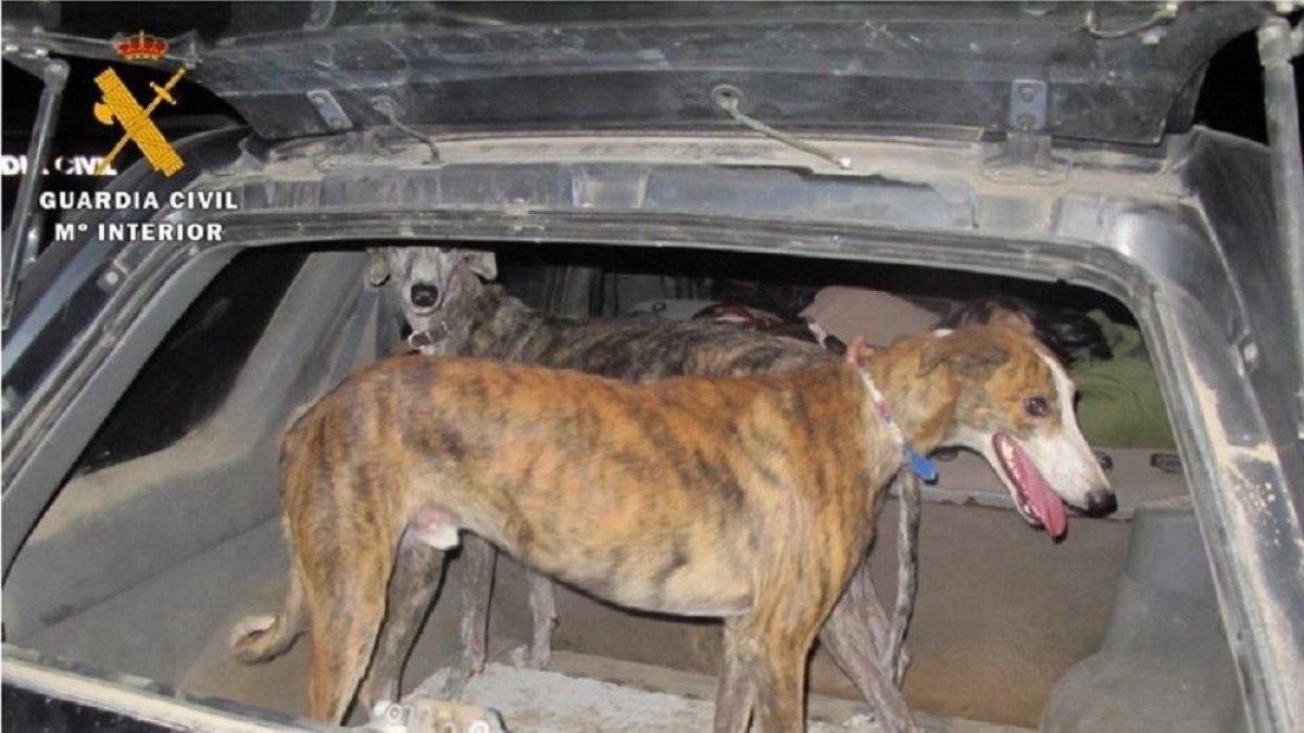 Los cazadores soltaban dos galgos cuando veían alguna liebre.-GUARDIA CIVIL