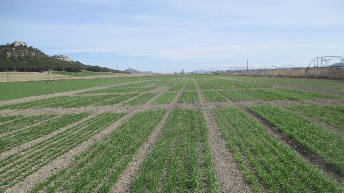 Una de las parcelas de ensayo de variedades de otoño de trigo duro de la cooperativa Acor, en la localidad vallisoletana de Tudela de Duero.-ACOR