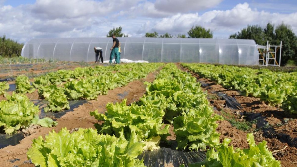 Su centro de producción está en Fuentepinilla, en una finca de cinco hectáreas que ha sido donada para este proyecto.-VALENTÍN GUISANDE