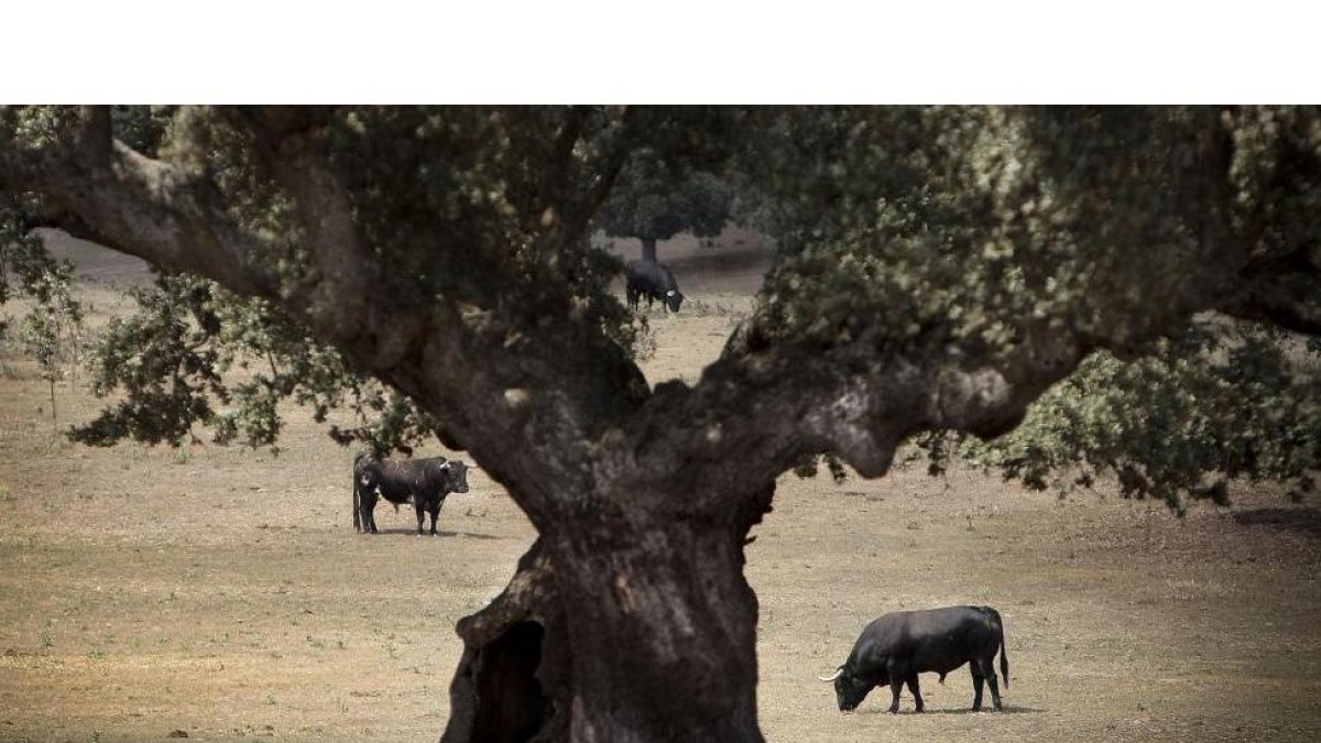 Varios ejemplares de toro de lidia en una explotación de Castilla y León en la dehesa salmantina.-ENRIQUE CARRASCAL