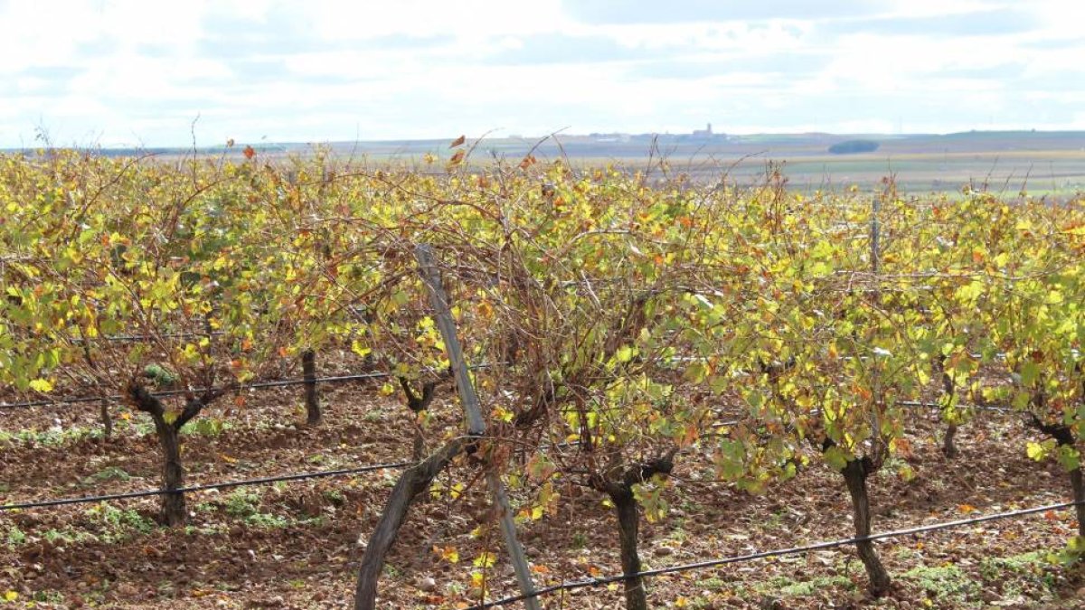 Viñedo de la bodega Hijos de Alberto Gutiérrez (DO Rueda y VTCyL). Serrada, Valladolid-Mar Torres
