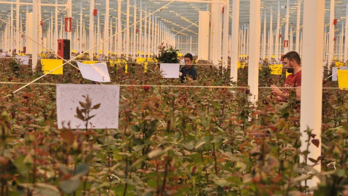 El invernadero de 14 hectáreas de Aleia Roses en Garray es el más grande de Europa.-VALENTÍN GUISANDE