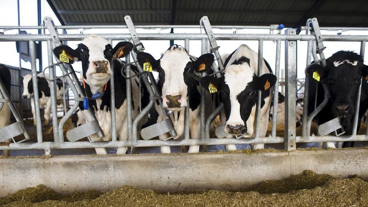 Vacas recién ordeñadas en la localidad abulense de Langa, en la comarca de La Moraña.-E. M.