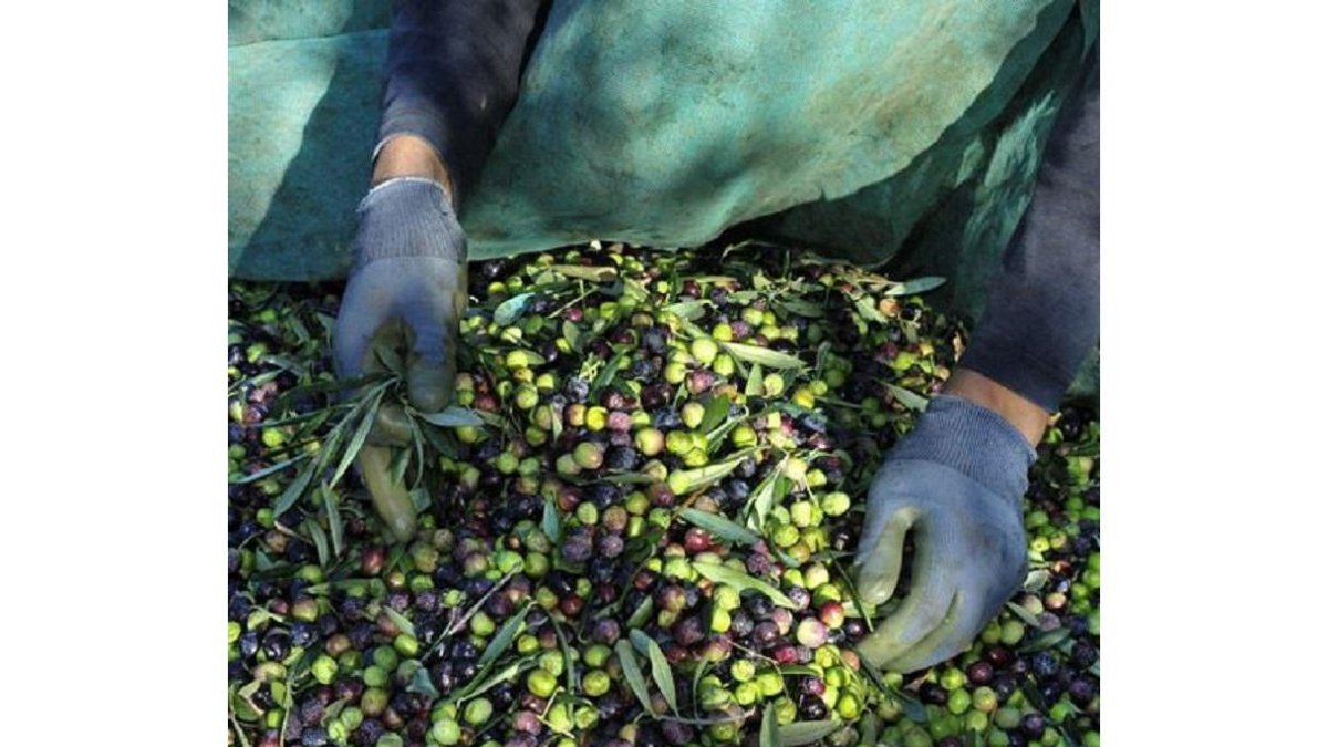 Recogida de aceitunas.-E.M.