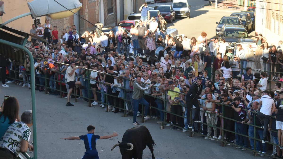 Toro del Clarete de Cigales. AYUNTAMIENTO DE CIGALES