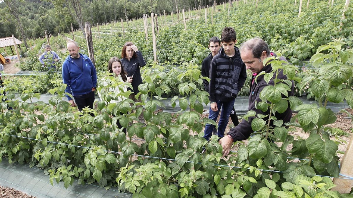 Finca de frambuesas en el Monte de Quintos de El Royo.  v. GUISANDE