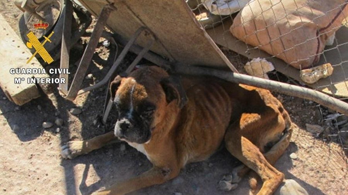 Uno de los perros encontrados-E. PRESS