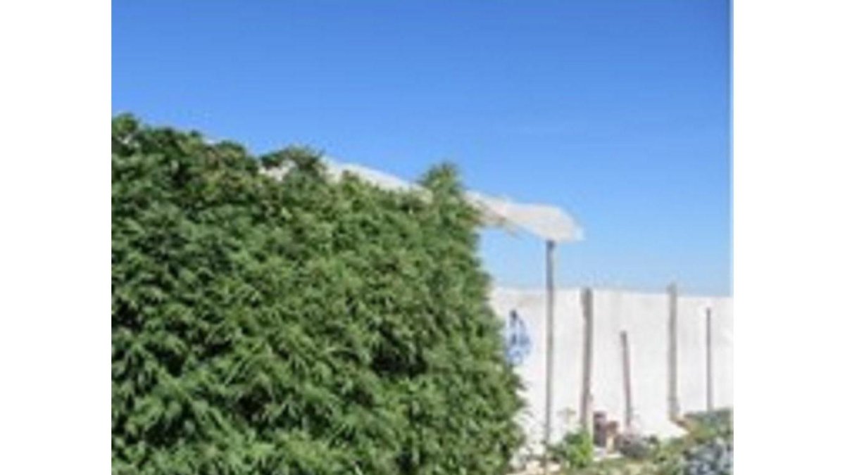 Imagen de la plantación de marihuana-GUARDIA CIVIL