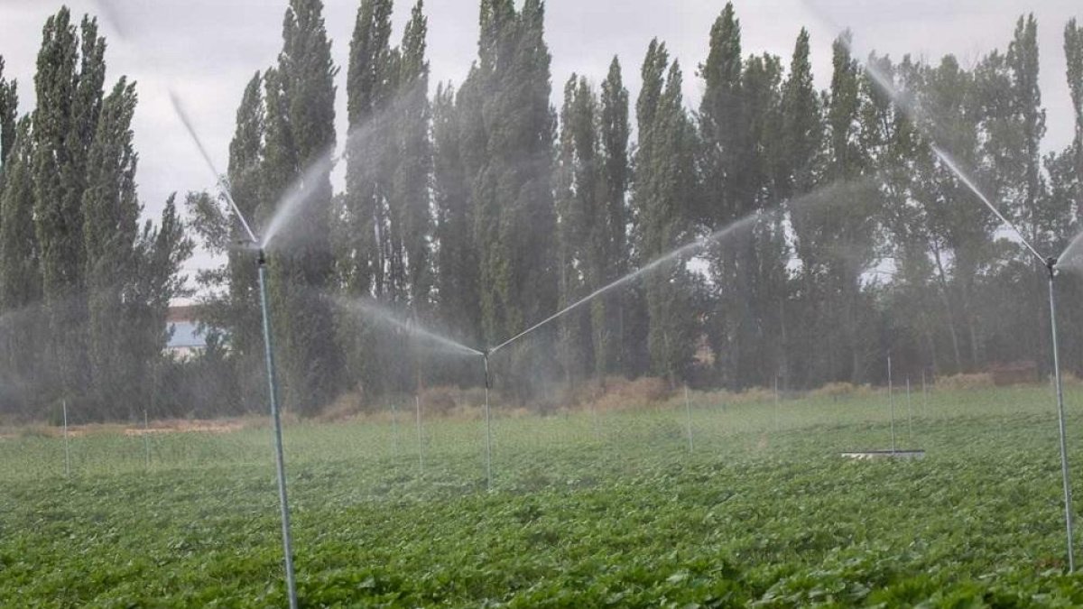 Finca de regadío donde el Life Smartfertirrigation está tratando con purín líquido por aspersión.-HDS
