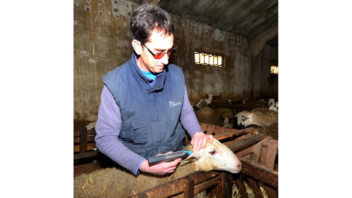 Un veterinario trabajando con ganado ovino en una explotación de Soria.-VALENTÍN GUISANDE