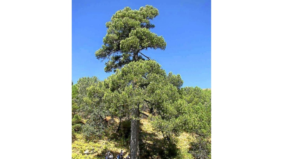 Imagen del impresionante ejemplar de pino que compite este año por se el Árbol Europeo del Año.-L. P.