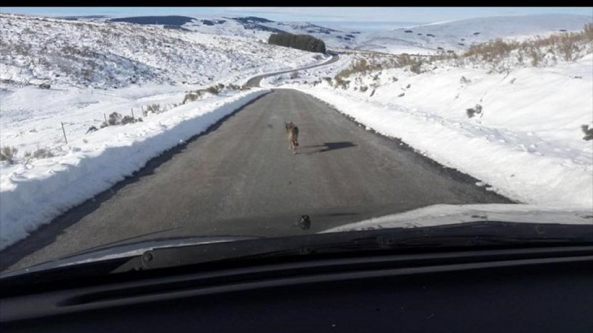 Imágenes del lobo perseguido en la Sierra de Gredos-EUROPA PRESS