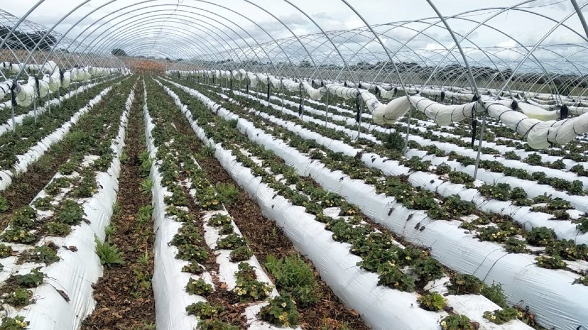 Finca de fresas de los hermanos Ines, en Olmillos.- HDS