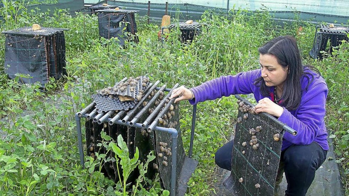 Yolanda Cano, socia de Helix del Valle, muestra una de las estructuras metálicas para caracoles.-MIRIAM MONTESINOS