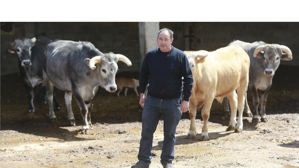 Jesús Díez cuenta ahora mismo en su explotación de La Revilla con 14 ejemplares de buey tudanco cruzados con charolés, rubio asturiano y limousine.-RAÚL G. OCHOA