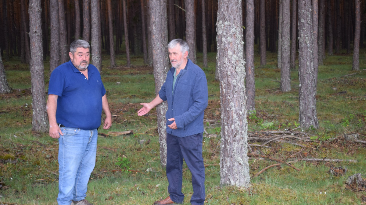 Félix Soria y Antonio Medrano, dos ganaderos de vacuno de extensivo de Pinares, en uno de los montes donde pastan sus animales. / HDS