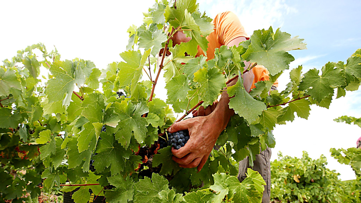 Un jornalero recolecta un racimo de uvas en los primeros días de vendimia en la DO Bierzo, en una foto de archivo. -C. SÁNCHEZ