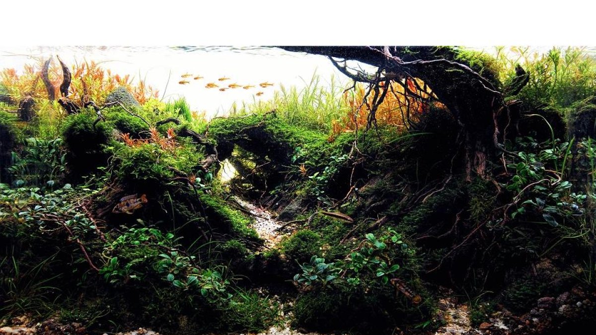 acuario 2