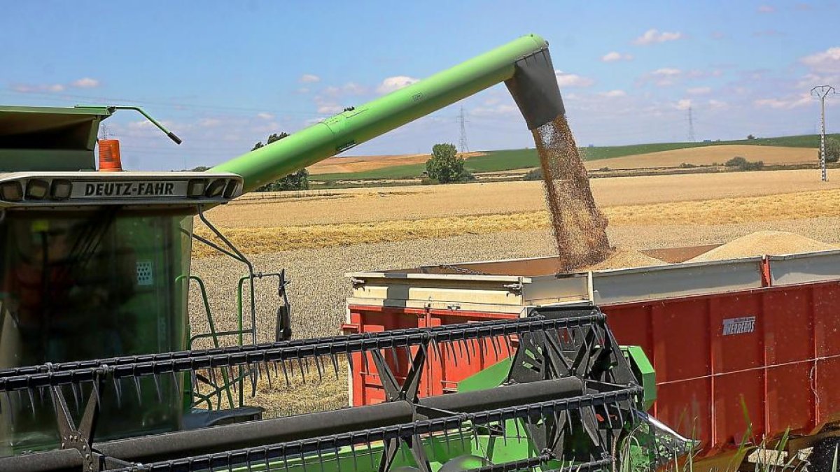 Una cosechadora y vagón de descarga de grano recién cosechado en una finca de la Comunidad-Brágimo
