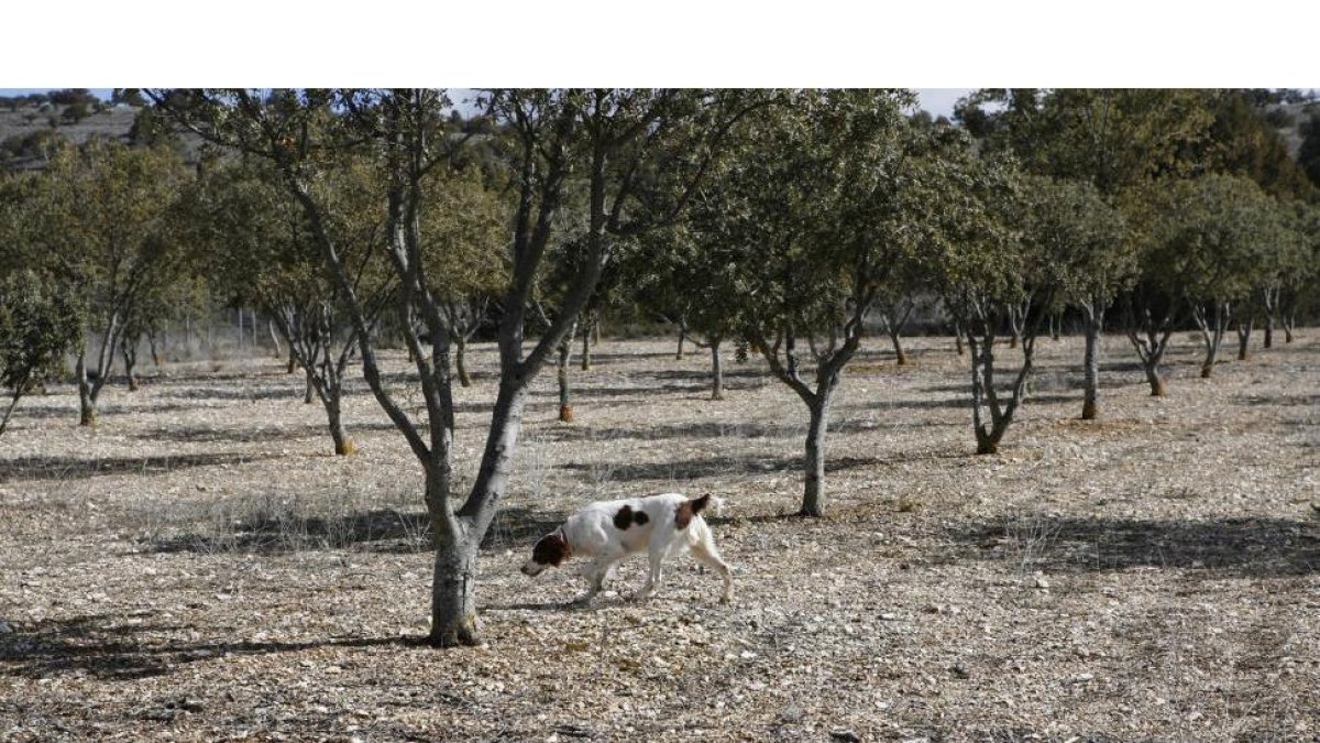 Un perro adiestrado busca trufas en una explotación.-ICAL