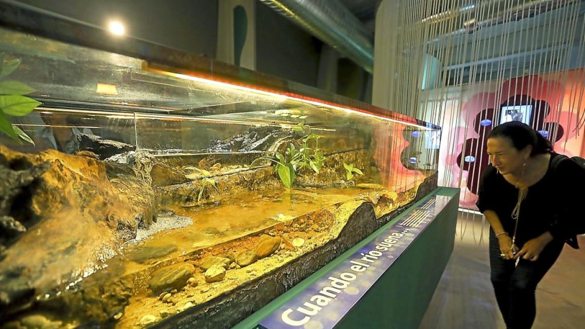 Nuevo acuario instalado en la Casa del Rió del Museo de la Ciencias.-ICAL