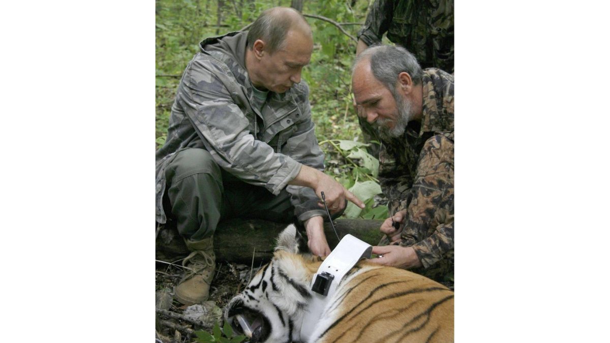 Uno de los tigres liberados por Putin.-Foto: AP