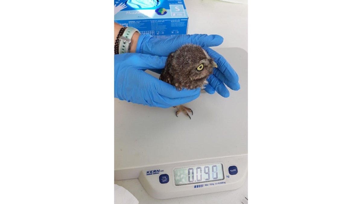 Mochuelo herido. - FUNDACIÓN PATRIMONIO NATURAL DE CYL