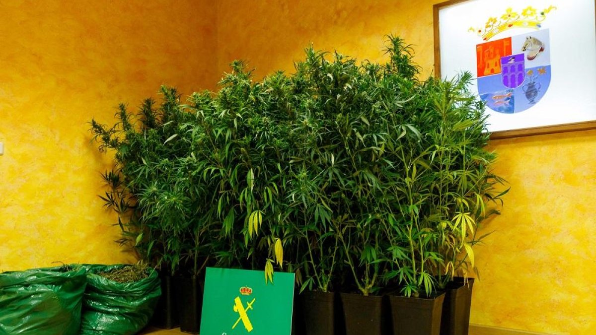 Plantas incautadas en la operación.-ICAL