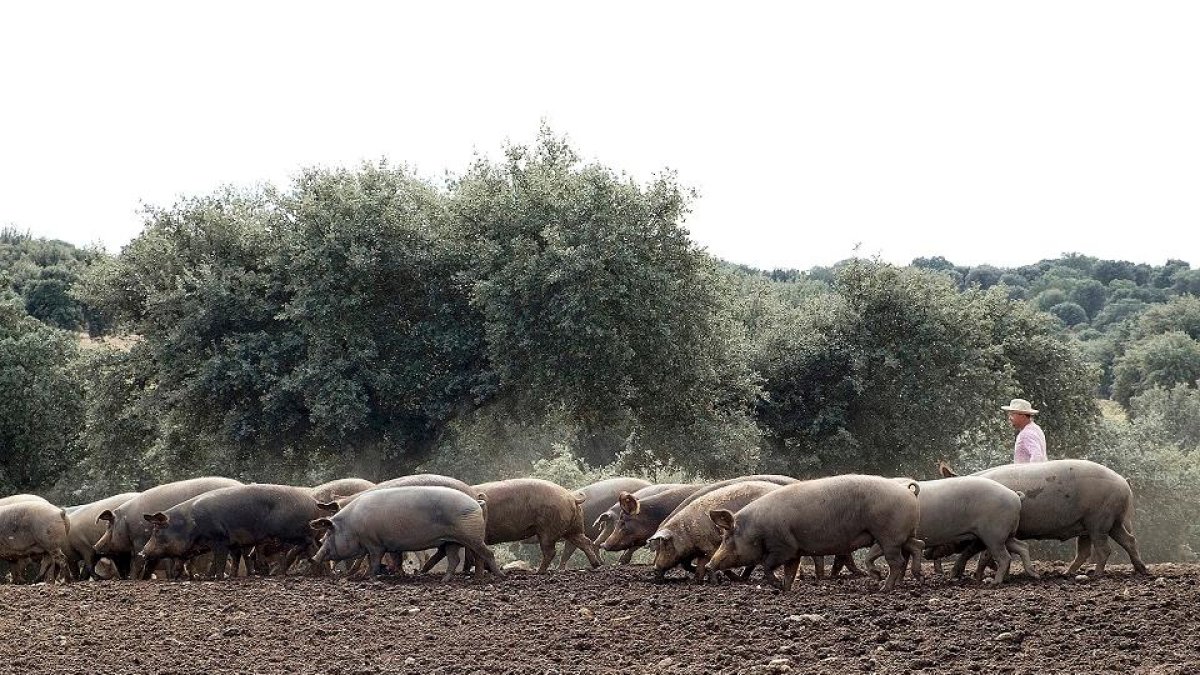 Una manada de cerdos pasta en una dehesa de Salamanca, conducida por un ganadero. / ICAL