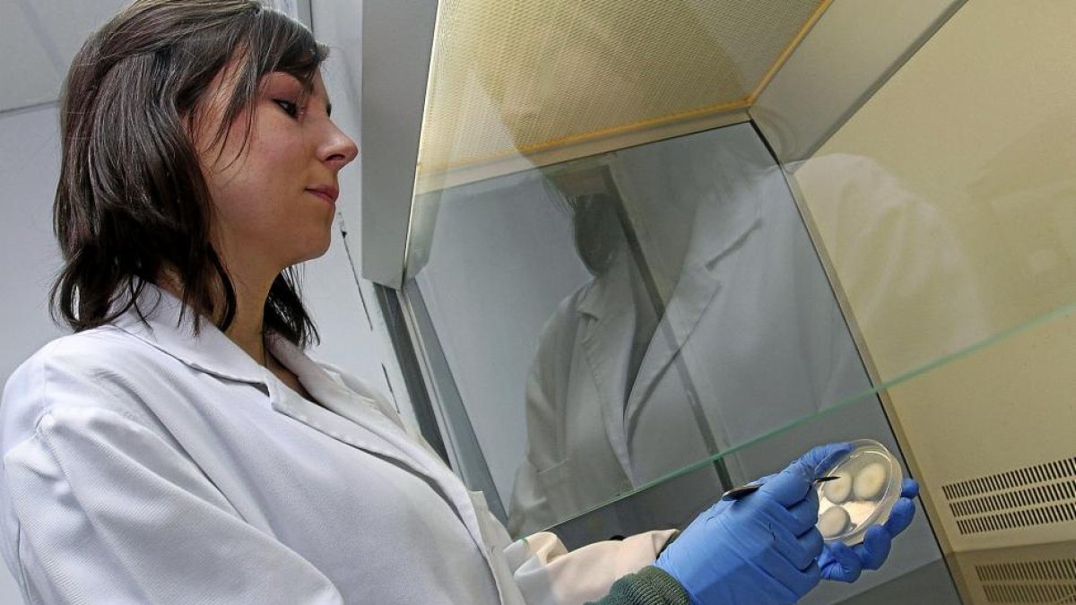La investigadora Olaya Mediavilla de ID Forest con un cultivo de boletus.-MANUEL BRÁGIMO