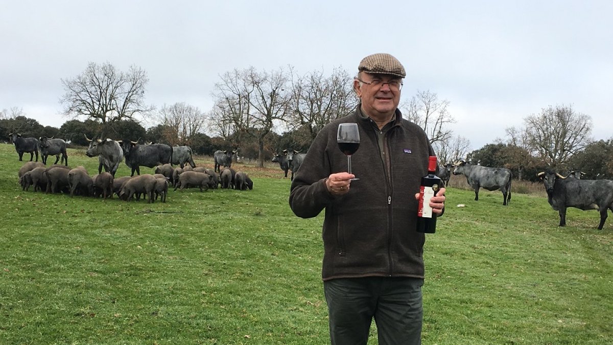 Ezequiel Pérez, con una botella de vino Ituero, en la dehesa, junto a una vacada de moruchas y una piara de cerdos ibérico. / ARGICOMUNICACIÓN