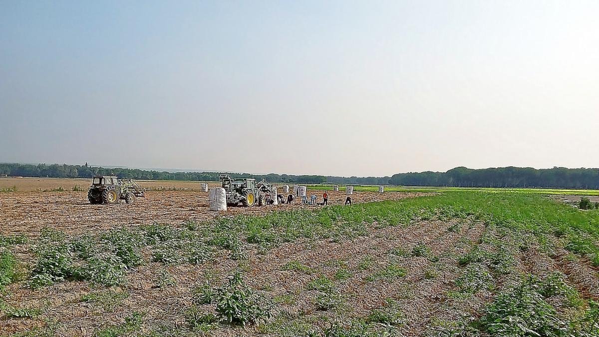 Un grupo de trabajadores en plena campaña en los campos de cultivo del Carracillo.-E.M.