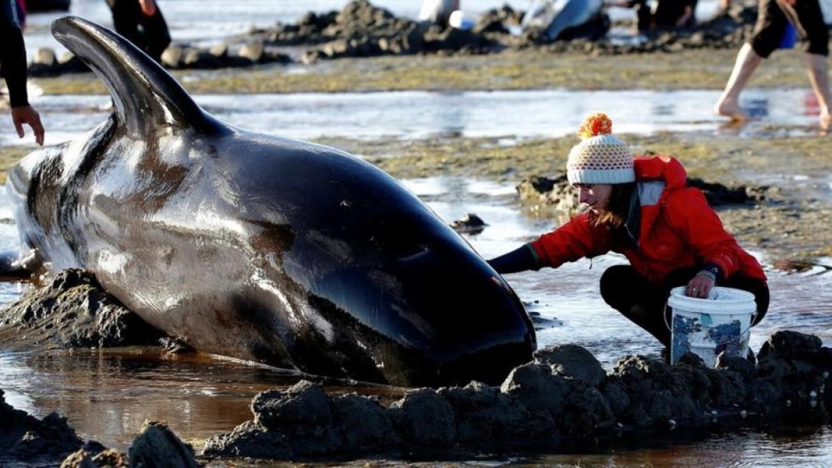 Ballenas varadas en Nueva Zelanda.-