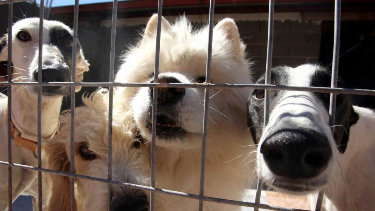 Varios perros esperan ser adoptados en Scooby.