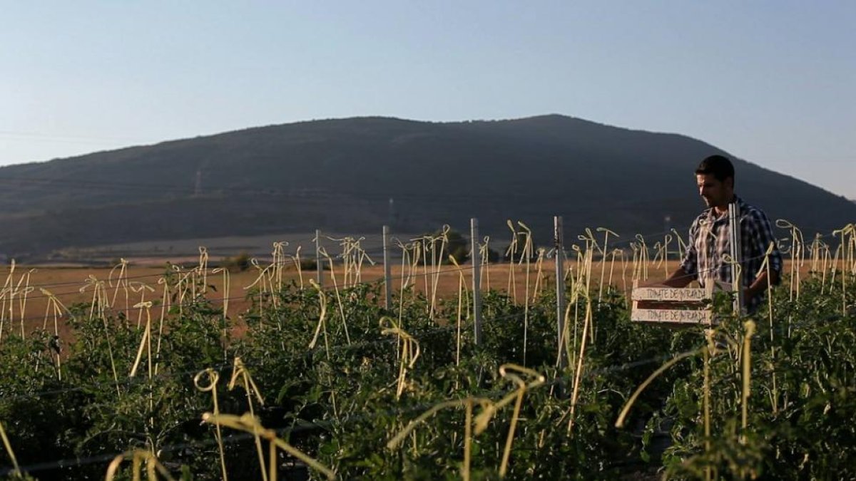 El tomate de Miranda se cultiva en parcelas asentadas en la Ribera del Ebro y el sistema montañoso de Montes Obarenes.-TOMARTESANO