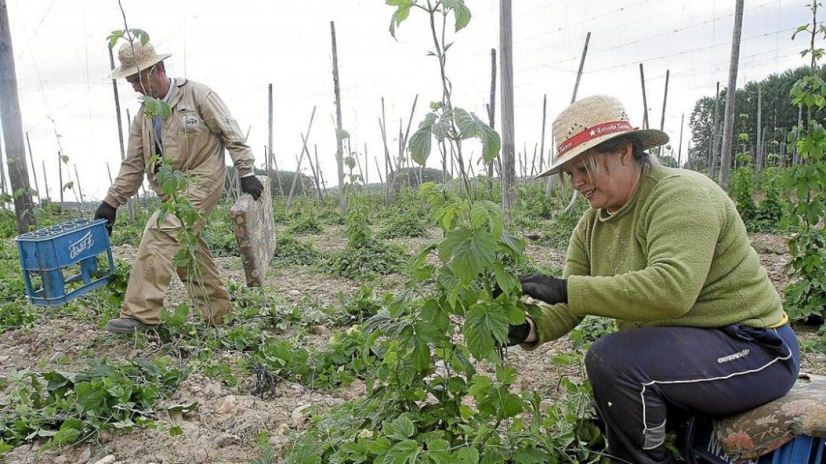 Varios agricultores realizan distintas labores en el cultivo.-E.M.
