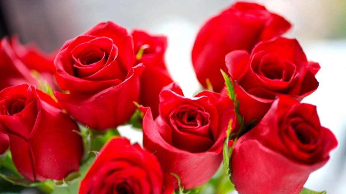rosas