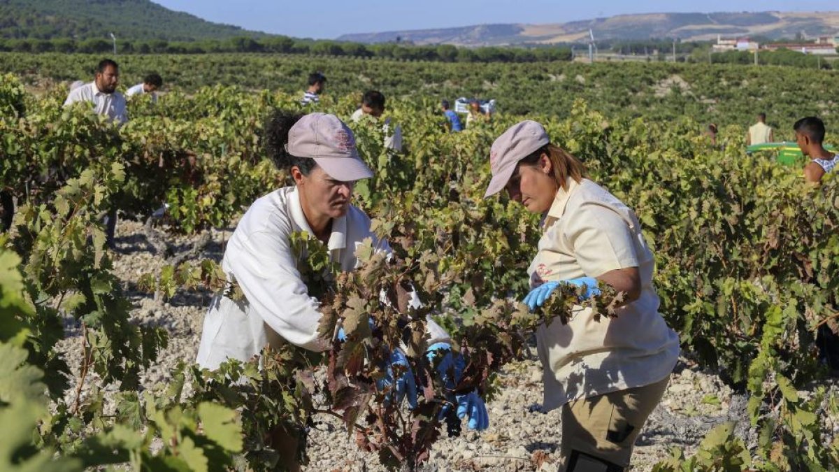 Dos trabajadoras realizan labores durante la vendimia de Vega Sicilia.- E. M.