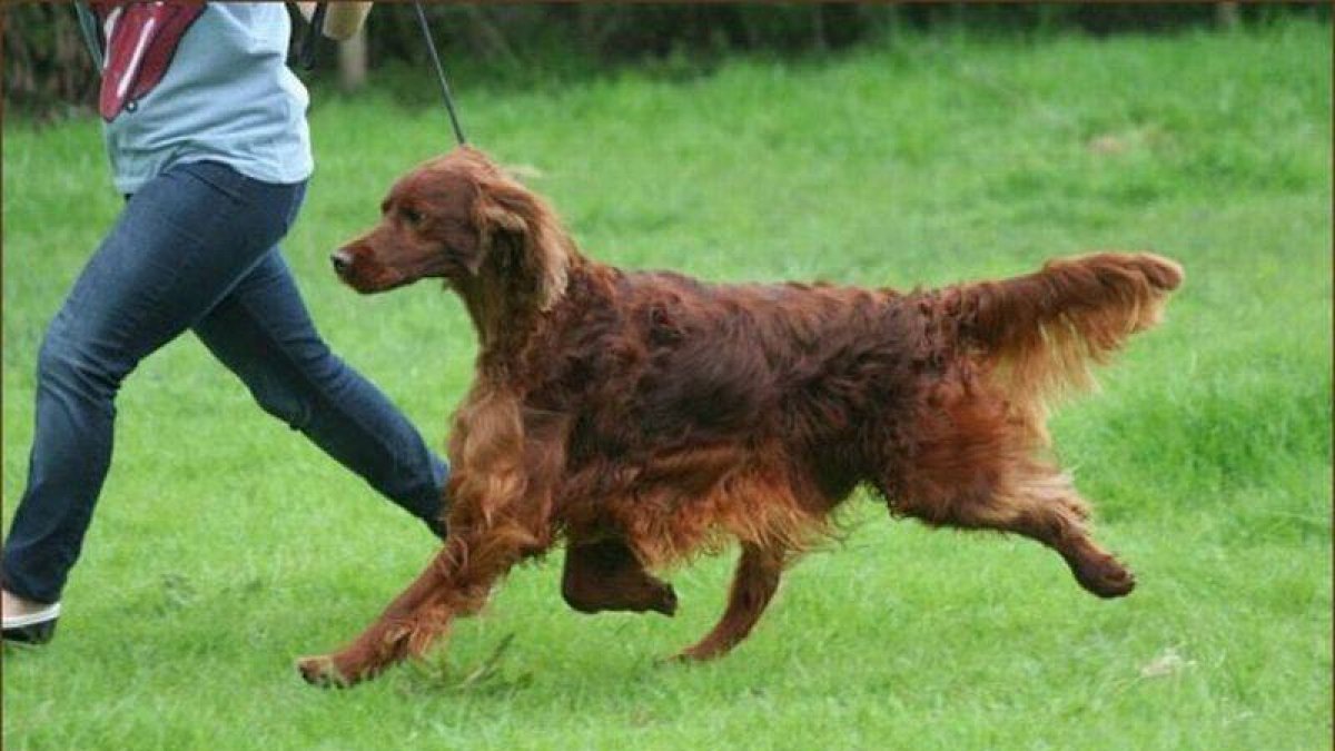 Jagger, el perro que murió envenenado.-Foto: AP