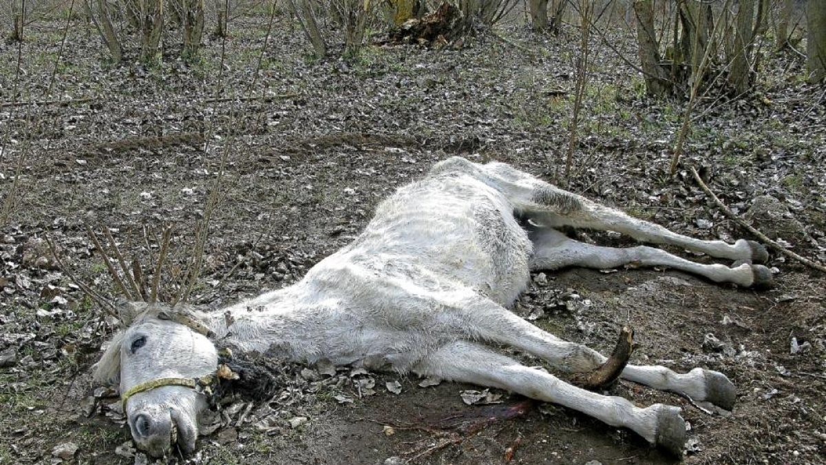 Yegua de capa torda clara hallada muerta este martes junto al río Duratón, atada, sin alimento ni agua.-GUARDIA CIVIL